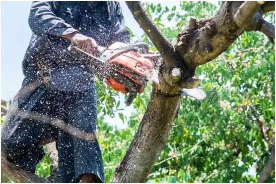 tree services Worland